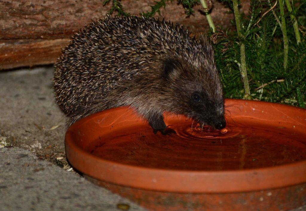 A hedgehog drinking water