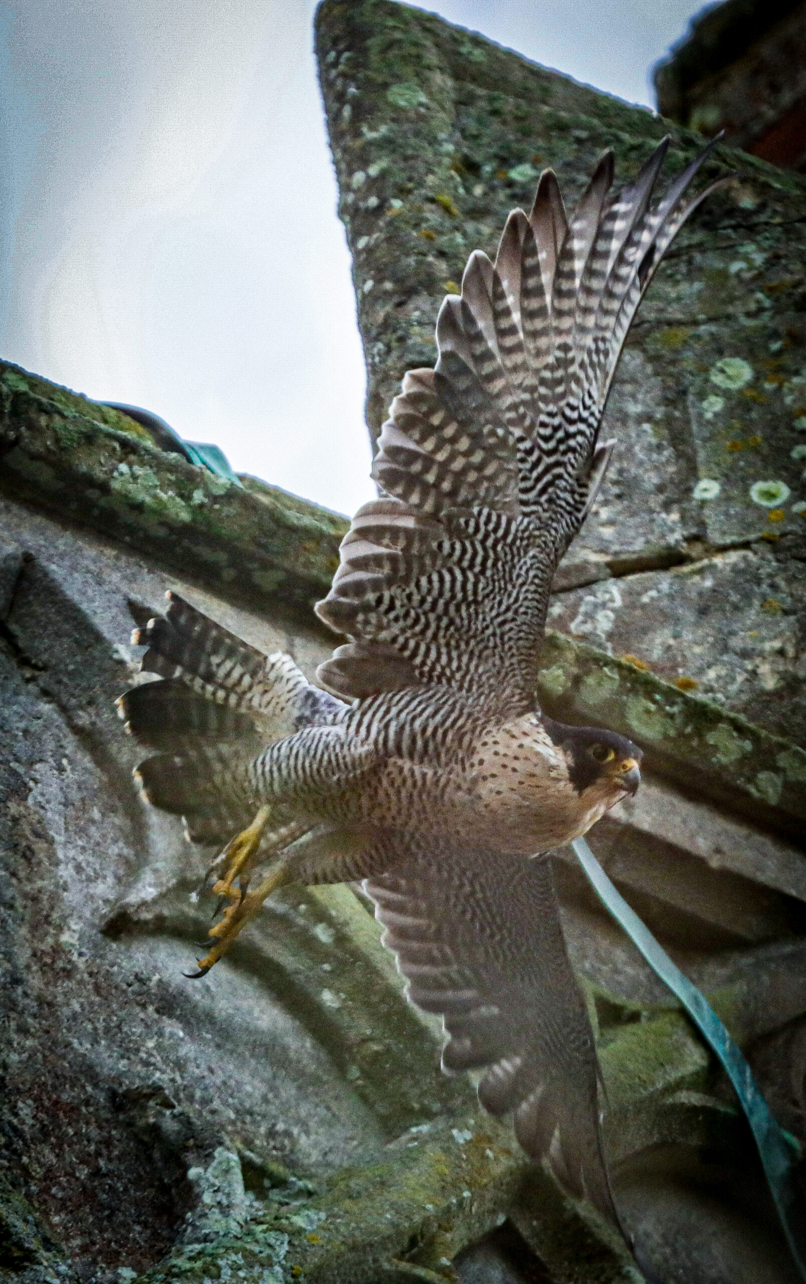 The Stoke by Nayland Peregrine Project – Dedham Vale National Landscape