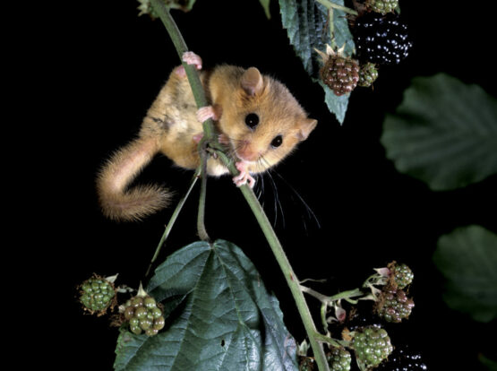 Dormouse on a bramble stem