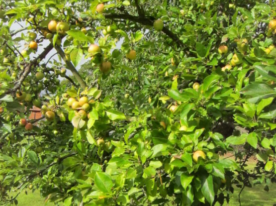 Close up of an apple tree