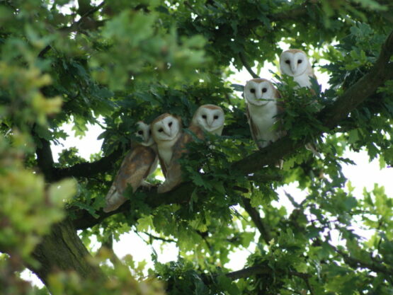 Parliament of owls in a tree