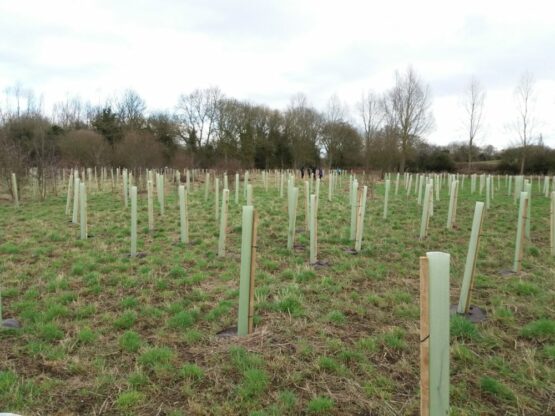 Field of new trees that have been planted