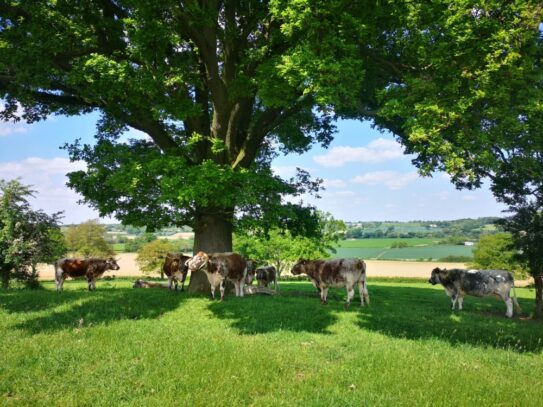 A photo of cows in a field under a tree