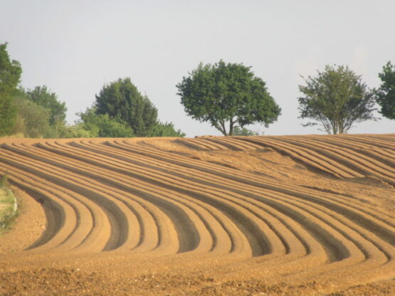 Farmland