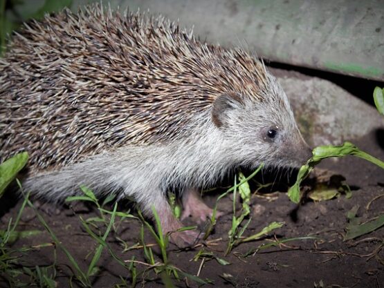 Hedgehog eating at night