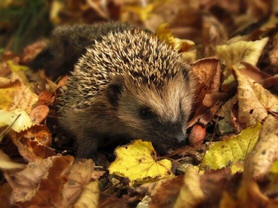 Hedgehog in autumnal leaves