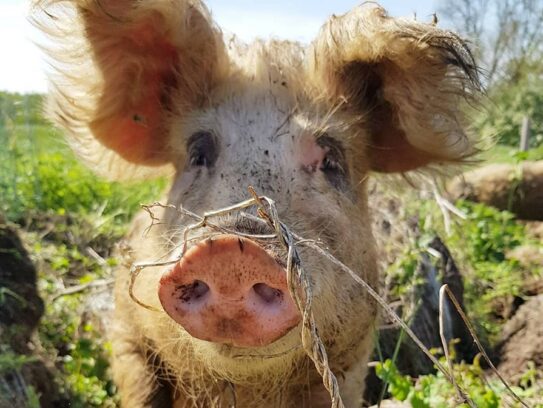 A pig in a field