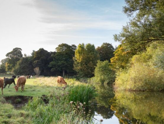 Cows by the River Stour