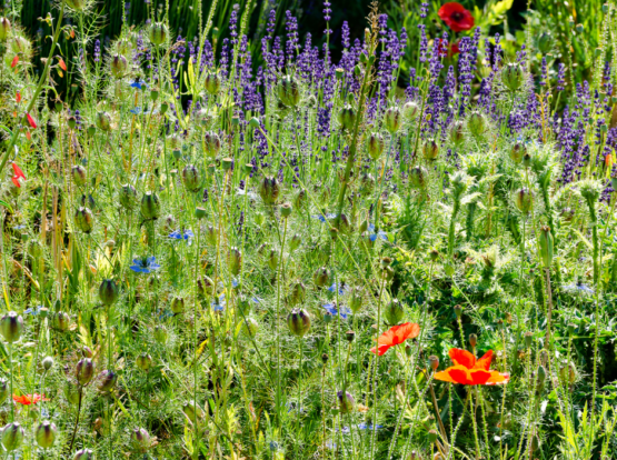 Wildflowers