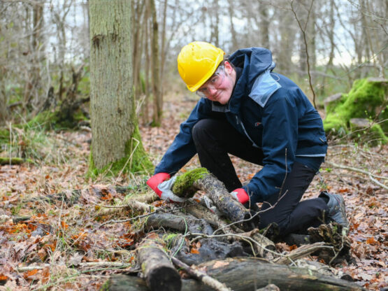 A young volunteer carrying logs in a woodland