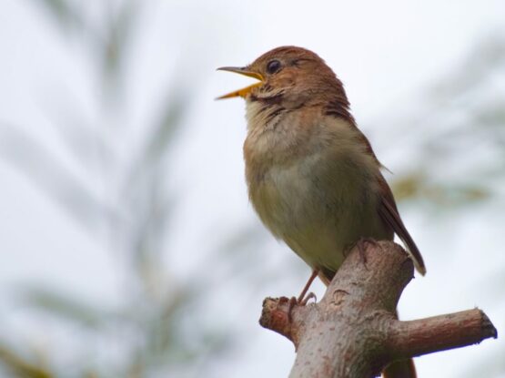 Nightingale on a branch